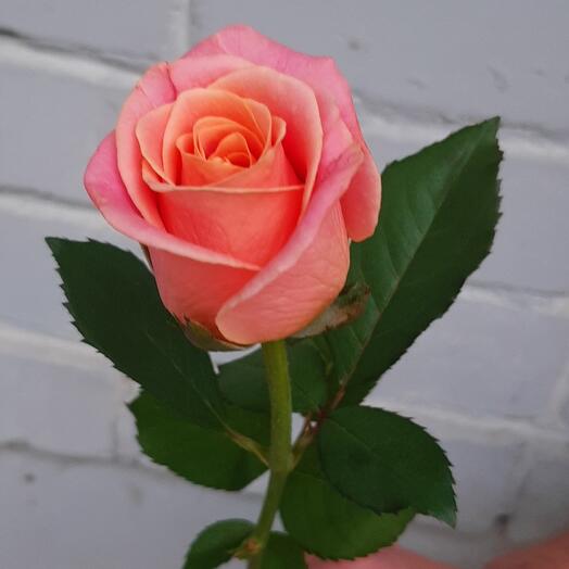 Coral Rose