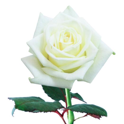 Rosa Avalange