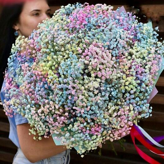 Gypsophila