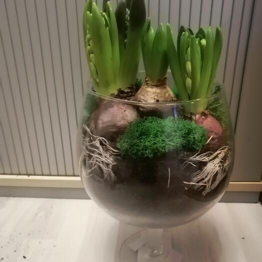 5 гиацинтов в вазе Натали бренди