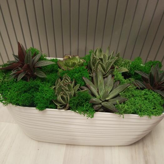 Succulents in Sugar pots