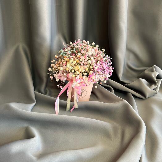 Gypsophila iridiscens