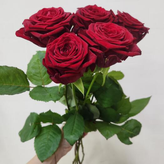 Fragrant roses of Russia