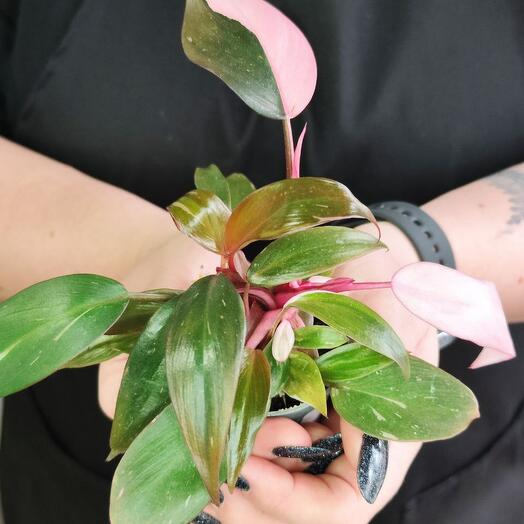 Филодендрон Пинк Принцесс (лат. Philodendron Pink Princess) D6см
