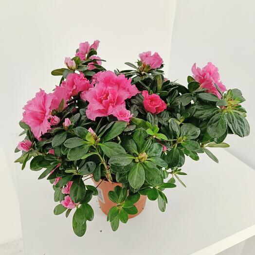 Азалия Индика Малиновая