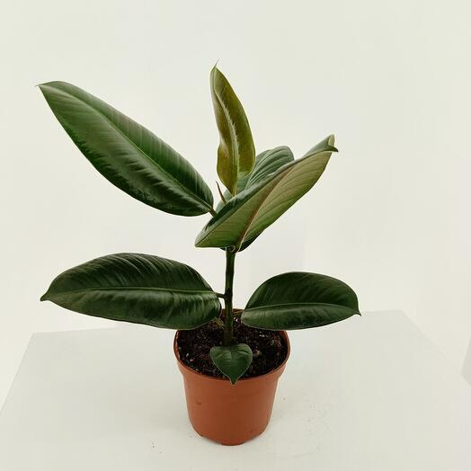 Ficus Elastica Robusta 25 cm