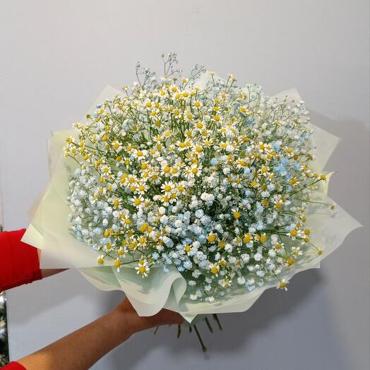 Ромашки и гипсофила