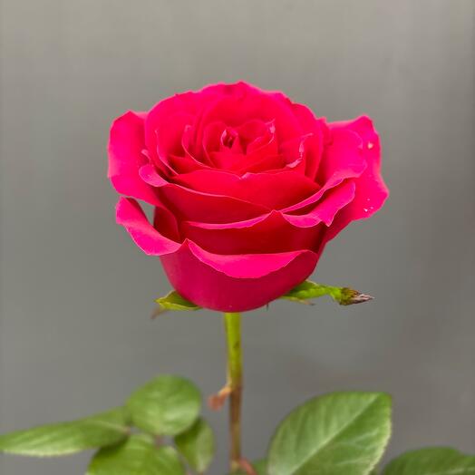 Rose "Gotcha" 80cm