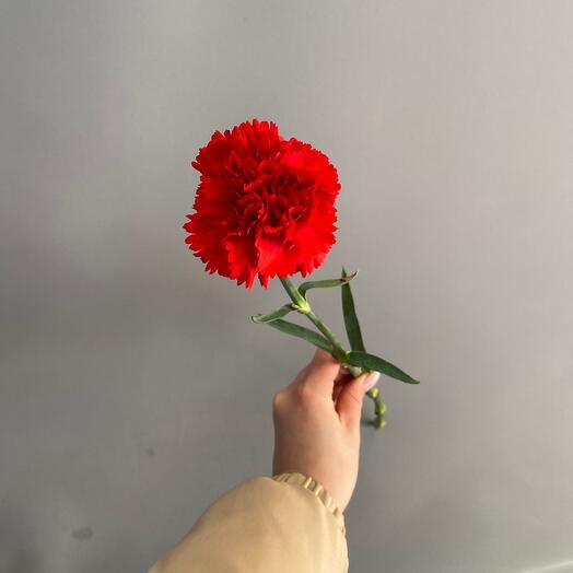 Гвоздика красная