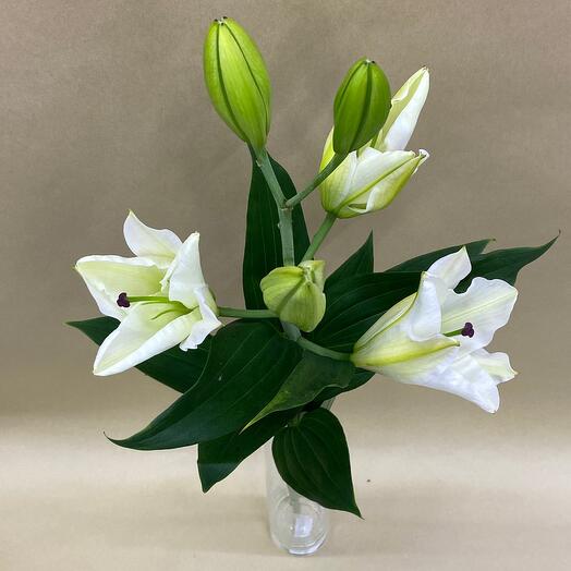 The white Lily
