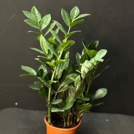 Комнатное растение Замиокулькас