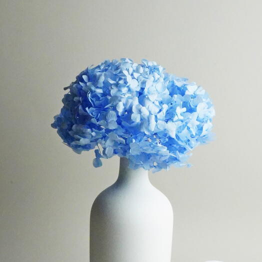 Hortensia o Hydrangea Preservada Azul