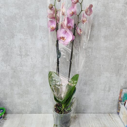 An orchid in a pot