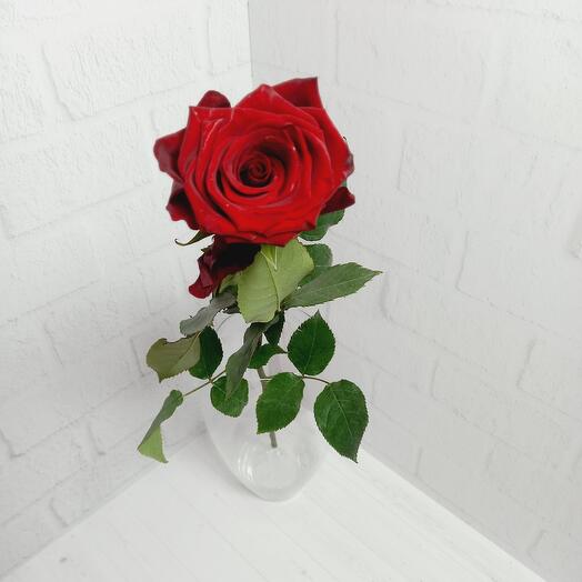 Rosa "Red Naomi "