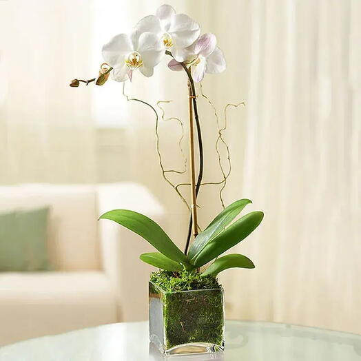 White Orchid Beauty: Displayed in a Square Vase