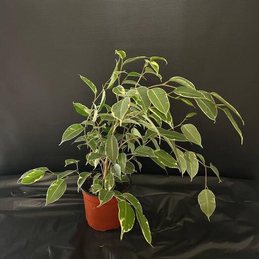 Комнатное растение Фикус Бенджамина Кинг