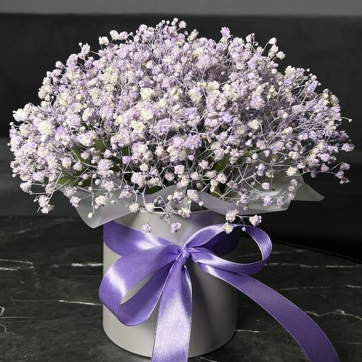 Gypsophila in a box