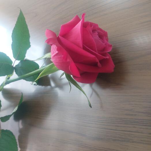 Роза однаголовая