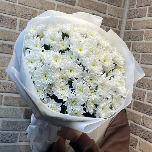 Chrysanthemum