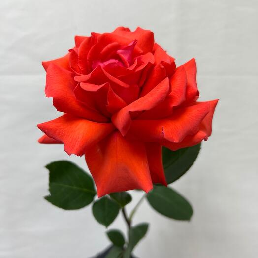 Французская   Алая 🌹