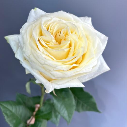 Пионовидная Роза Кэнди Лайт