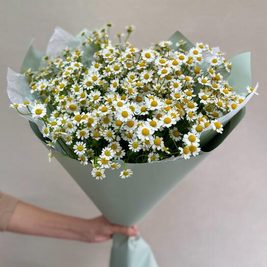 15 кустовых ромашек (танацетум)