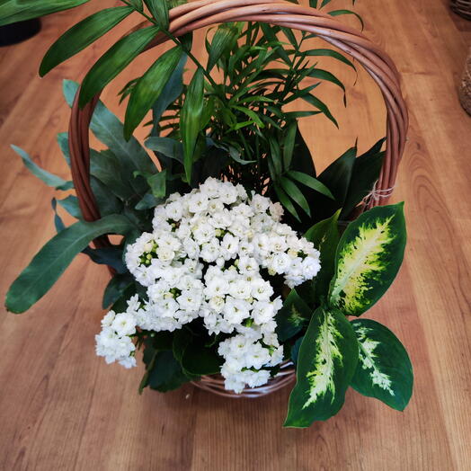 Cesta plantas Delicadeza