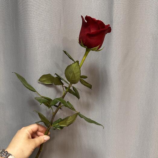 Роза 🌹