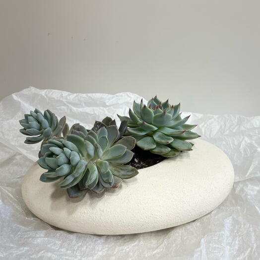 Микс суккулентов 4шт. в бонсайнице