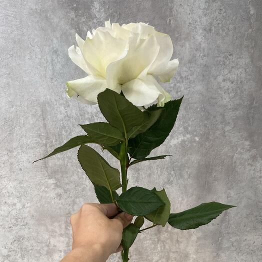 Французская роза белая