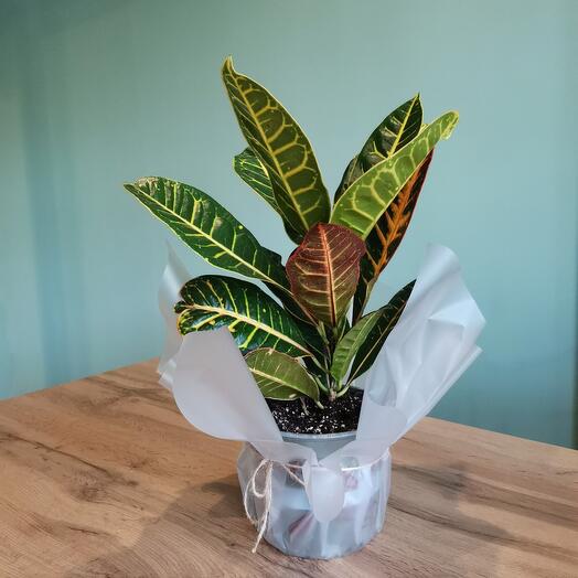 Комнатное растение Кротон