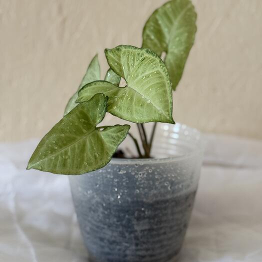 Сингониум Белая Бабочка