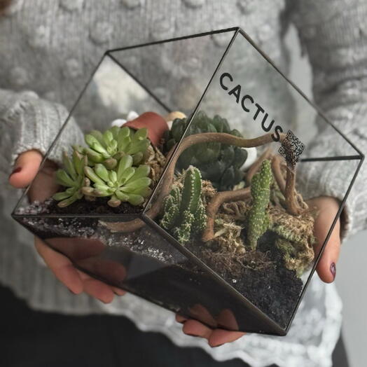 Флорариум Ромб с кактусом и суккулентами ( размер L)