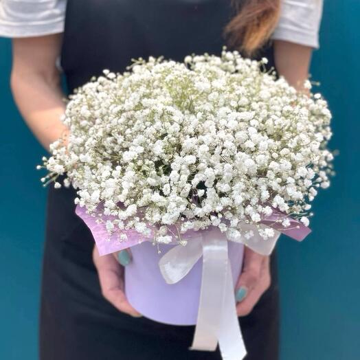 Gypsophila in a box