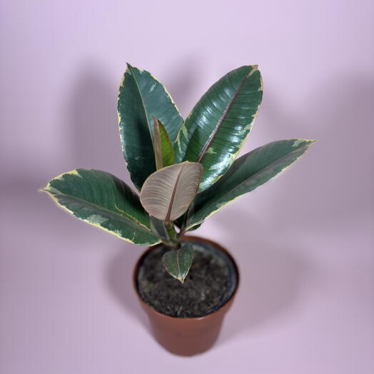 Комнатное растение Фикус Эластика Руби