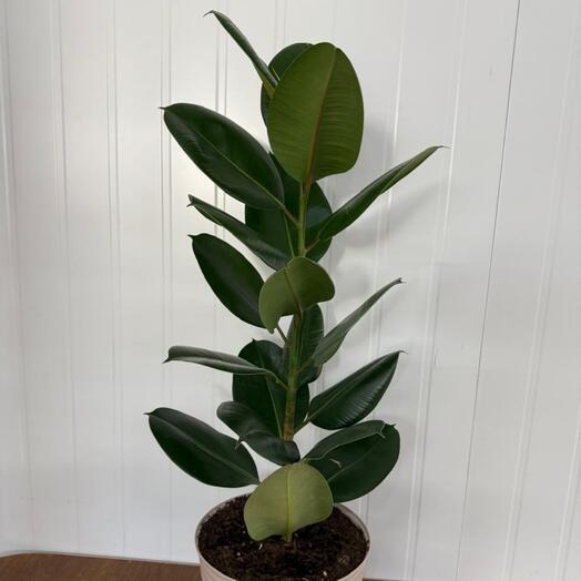 Фикус каучуконосный Эластика