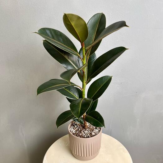 Комнатное растение живое. Фикус эластика Мелани в пластиковом горшке, 50 см