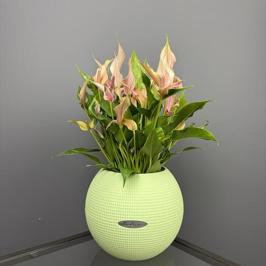 Антуриум Лили в кашпо Lechuza Puro D 20 Высота 40 см