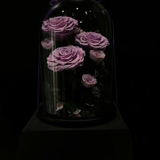 «Lavande Royale Dome»