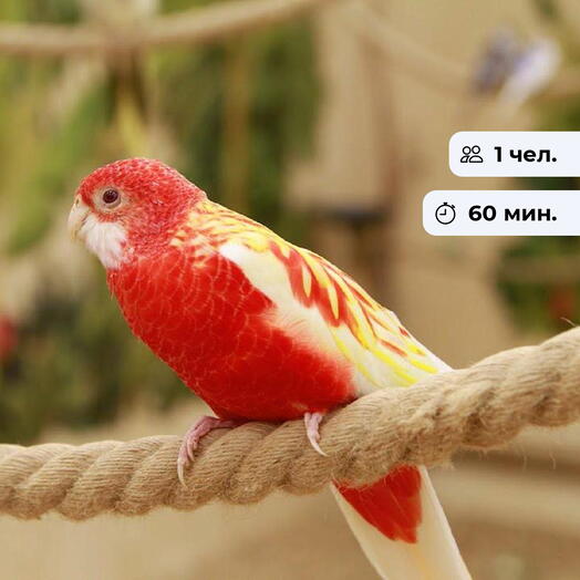 Птичий рай. Посещение дома ручных попугаев