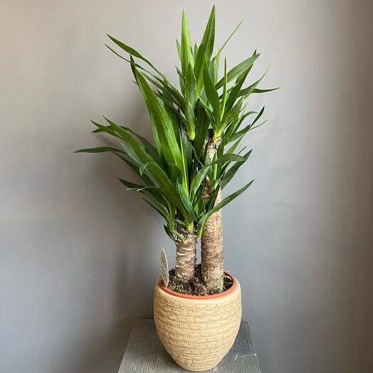 Юкка в кашпо