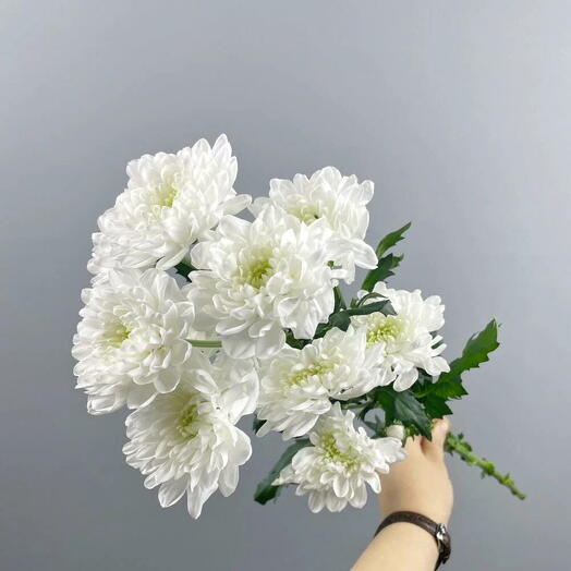 Хризантема штучно