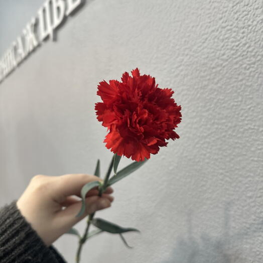 Гвоздика