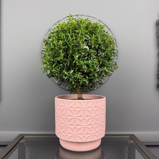 Мирт в розовой винтажной керамике, дерево счастья  D13 Высота 30 см