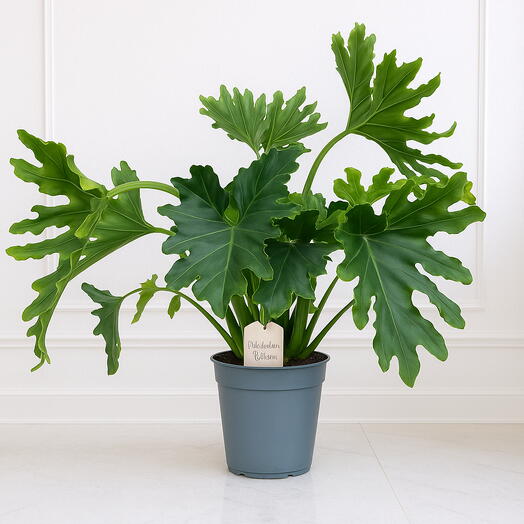 Філодендрон біпіннатіфідіум