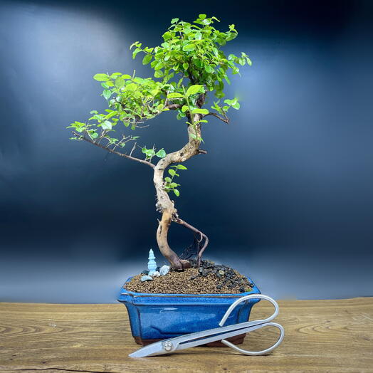 Бонсай Сагеретия 45 см, 15 лет