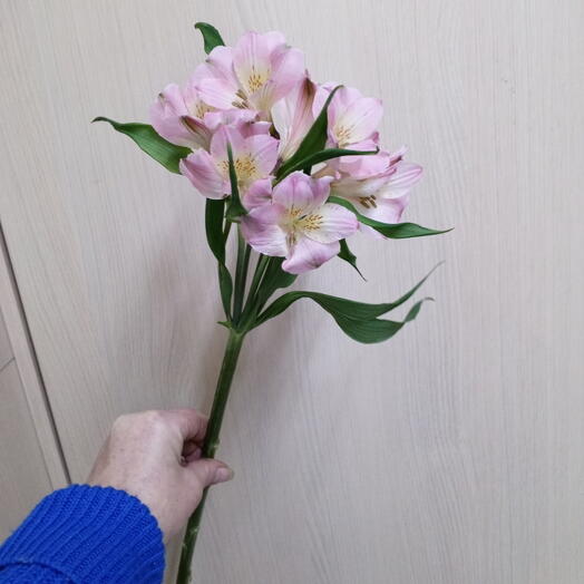 Альстромерия розовая