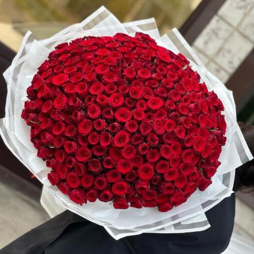 251 РОЗА БОРДО