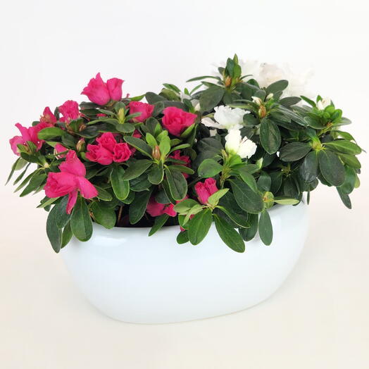 Азалия набор VIP «Цветочный Шок»