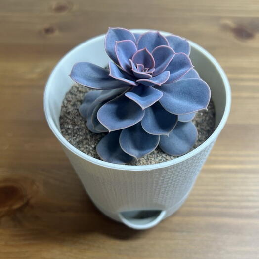 Эхеверия (Echeveria Perle Von Nurnberg) D9